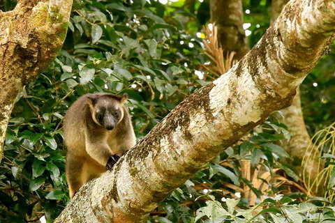 Small-Group Wildlife And Rainforest Tour From Port Douglas - New South Wales Tourism  1