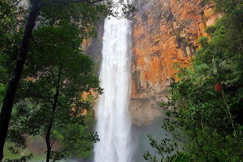 Springbrook Full Day Tour - New South Wales Tourism  1