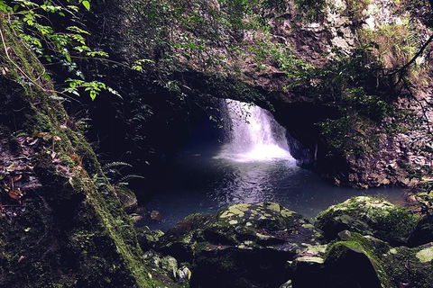 Springbrook Full Day Tour - New South Wales Tourism  16