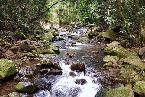 Springbrook Full Day Tour - New South Wales Tourism  5
