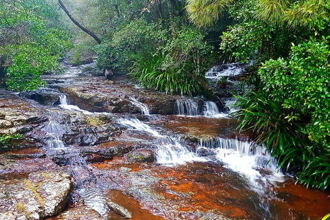 Springbrook Full Day Tour - New South Wales Tourism  13