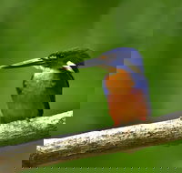 Daintree River Dawn Cruise - New South Wales Tourism 