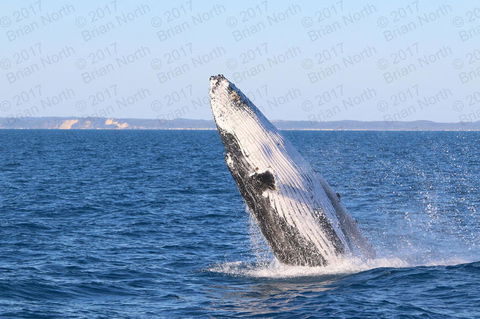 Hervey Bay Whale Watching Cruise - New South Wales Tourism  2