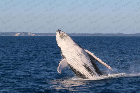 Hervey Bay Whale Watching Cruise - New South Wales Tourism  3