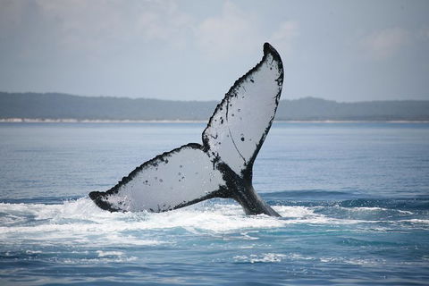 Hervey Bay Whale Watching Cruise - New South Wales Tourism  11