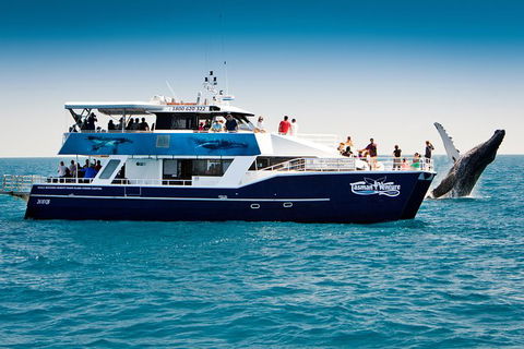 Hervey Bay Whale Watching Cruise - New South Wales Tourism  7