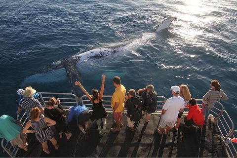 Hervey Bay Whale Watching Cruise - New South Wales Tourism  6