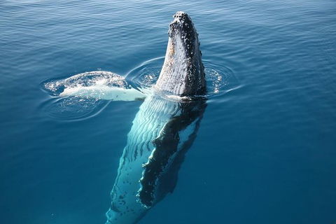 Hervey Bay Whale Watching Cruise - New South Wales Tourism  8
