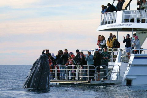 Hervey Bay Whale Watching Cruise - New South Wales Tourism  4