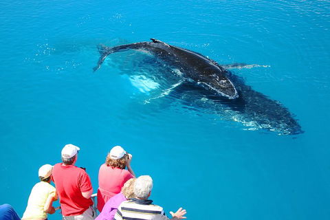 Hervey Bay Whale Watching Cruise - New South Wales Tourism  5