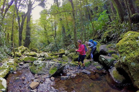 Lamington Day Tour - New South Wales Tourism  1