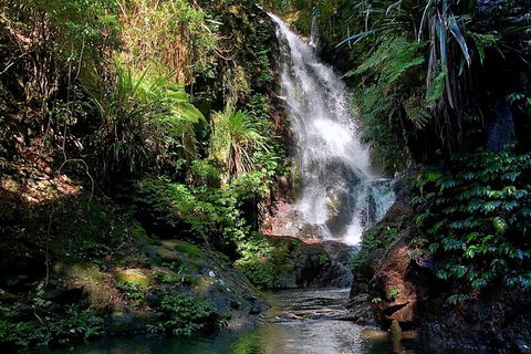 Lamington Day Tour - New South Wales Tourism  10