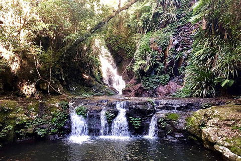 Lamington Day Tour - New South Wales Tourism  8