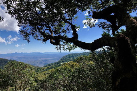 Lamington Day Tour - New South Wales Tourism  5
