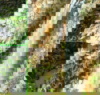 Rainforest  Waterfalls Extravaganza - New South Wales Tourism 