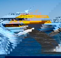 Spirit of Hervey Bay Whale Watching Cruise - New South Wales Tourism 