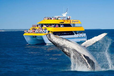 Spirit Of Hervey Bay Whale Watching Cruise - New South Wales Tourism  0