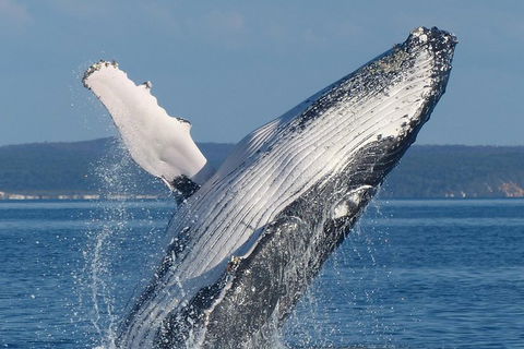 Spirit Of Hervey Bay Whale Watching Cruise - New South Wales Tourism  1
