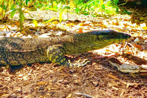 Small-Group 4WD Springbrook National Park Day Trip From Brisbane - New South Wales Tourism  4
