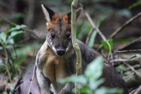 Small-Group 4WD Springbrook National Park Day Trip From Brisbane - New South Wales Tourism  8