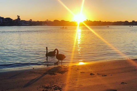 Surfers Paradise Sunset Kayak Tour - New South Wales Tourism  9