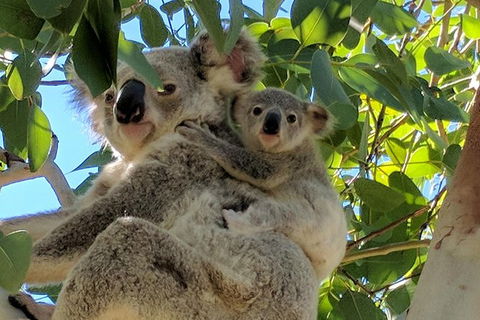 Magnetic Island Tour: Maggie Comprehensive - New South Wales Tourism  4