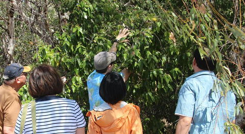 Magnetic Island Tour: Maggie Comprehensive - New South Wales Tourism  6