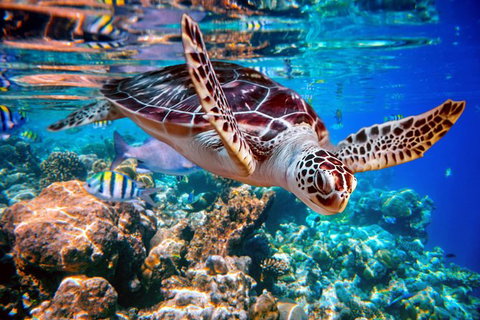 Whitehaven Beach And Hill Inlet Lookout Full-Day Snorkeling Cruise By High-Speed Catamaran - New South Wales Tourism  9