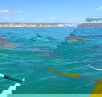 Half-Day Kayak with Dolphins and 4WD Beach Drive from Rainbow Beach - New South Wales Tourism 
