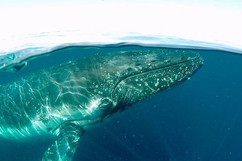 Whale Watching And Surfers Paradise Day Trip From Brisbane - New South Wales Tourism  1