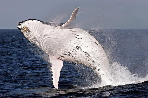 Whale Watching And Surfers Paradise Day Trip From Brisbane - New South Wales Tourism  0
