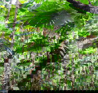 Cape Tribulation Daintree Rainforest and Wildlife Tour - New South Wales Tourism 