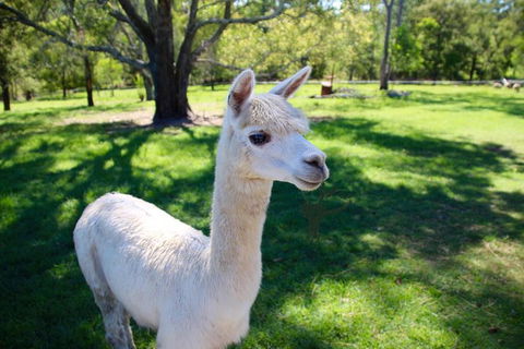 Half Day Animal Tour - New South Wales Tourism  0