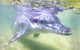 Premium Dolphin Feeding Day Cruise To Tangalooma Island Resort On Moreton Island - thumb 0