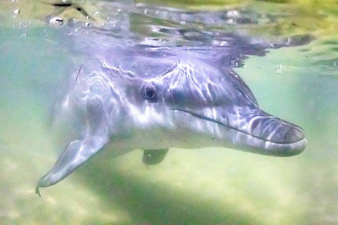 Premium Dolphin Feeding Day Cruise To Tangalooma Island Resort On Moreton Island - New South Wales Tourism  0