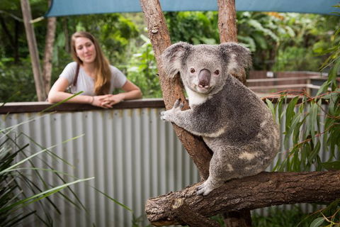 Hartley\'s Crocodile Adventures Day Trip From Palm Cove - New South Wales Tourism  3