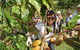 Charley\'s Chocolate Factory Tour, Mission Beach Including Aussie Farm Lunch - thumb 3