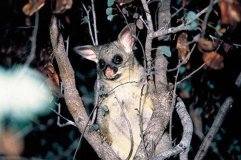 Natural Bridge Glow Worm Night Tour From Gold Coast - New South Wales Tourism  4