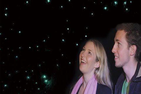 Natural Bridge Glow Worm Night Tour From Gold Coast - New South Wales Tourism  6