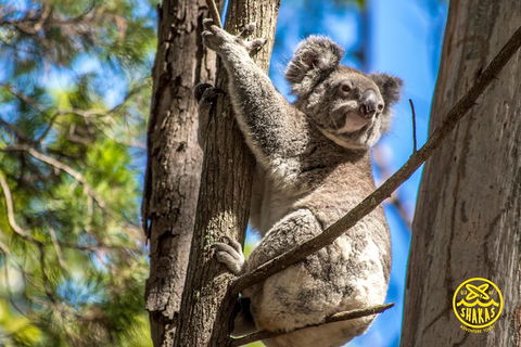 Full-Day Tour To North Stradbroke Island From Brisbane - New South Wales Tourism  8