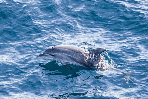 All Inclusive Dolphin And Tangalooma Wrecks Cruise Departing Gold Coast - New South Wales Tourism  7