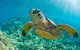 All Inclusive Dolphin And Tangalooma Wrecks Cruise Departing Gold Coast - thumb 10