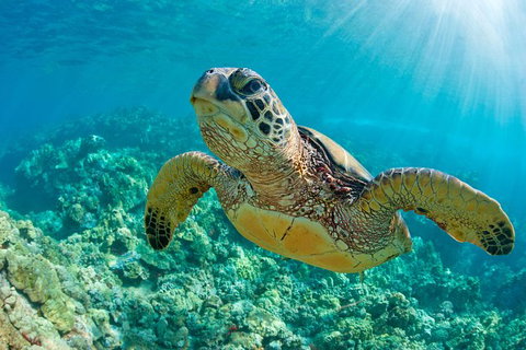 All Inclusive Dolphin And Tangalooma Wrecks Cruise Departing Gold Coast - New South Wales Tourism  10