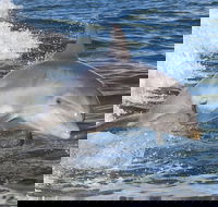 Noosa Oceanrider Scenic Dolphin Safari - New South Wales Tourism 