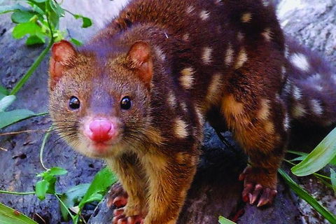 Hartley\'s Crocodile Adventures General Entry Ticket - New South Wales Tourism  9