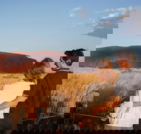 Uluru Ayers Rock Sunset with Outback Barbecue Dinner and Star Tour - New South Wales Tourism 