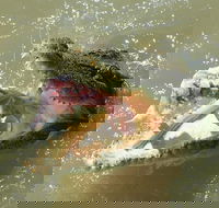 Darwin Jumping Crocodiles Cruise on Adelaide River - New South Wales Tourism 