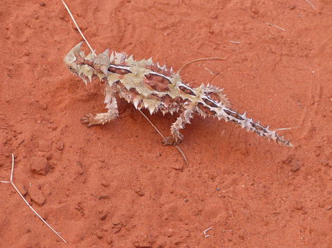 Alice Springs Highlights Half-Day Tour - New South Wales Tourism  5