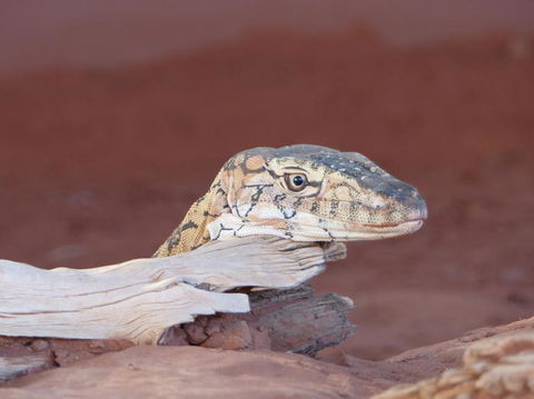 Alice Springs Highlights Half-Day Tour - New South Wales Tourism  6