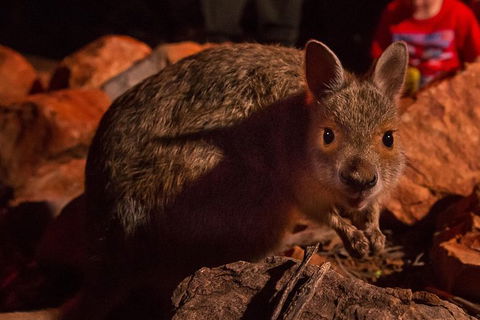 Alice Springs Desert Park Nocturnal Tour - New South Wales Tourism  2